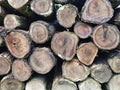 Pile of cutted trunks in the forest for export.Cutting down trees Royalty Free Stock Photo