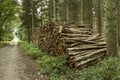 Pile of cutted trunks in the forest Royalty Free Stock Photo