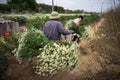 Pile of daisy flowers on bike to deliver to market in Hanoi, Vietnam