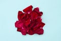 Pile of dark red rose petals on pastel blue background. Valentine`s day objects with copy space Royalty Free Stock Photo