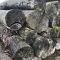 Pile of dark weathered log woods Royalty Free Stock Photo