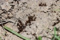 Pile of dead fire ants