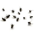 Pile of Dead Flies Lying on their Backs on White Background Royalty Free Stock Photo