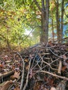 Pile of dead tree branches covered in autumn leaves under a setting sun. Royalty Free Stock Photo