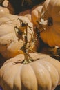 Decorative mini pumpkins and gourds, on locale farmers market; autumn background