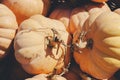 Decorative mini pumpkins and gourds, on locale farmers market; autumn background Royalty Free Stock Photo