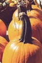 Decorative mini pumpkins and gourds, on locale farmers market; autumn background