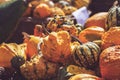Pile of decorative mini pumpkins and gourds, on locale farmers market; autumn background Royalty Free Stock Photo