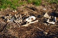 A Pile of deer bones and carcass laying on side of road Royalty Free Stock Photo