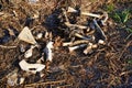 A Pile of deer bones and carcass laying on side of road Royalty Free Stock Photo