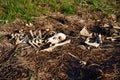 A Pile of deer bones and carcass laying on side of road Royalty Free Stock Photo