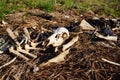 A Pile of deer bones and carcass laying on side of road Royalty Free Stock Photo