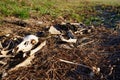 A Pile of deer bones and carcass laying on side of road Royalty Free Stock Photo