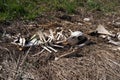 Deer bones and carcass laying on side of road during the summer Royalty Free Stock Photo