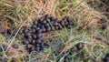 Pile of deer dropping or faeces amongst grass in a winter field Royalty Free Stock Photo