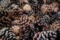 Pile of different coniferous pine trees cones, used as decoration - abstract closeup detail