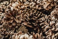 Pile of different coniferous trees cones, used as decoration - abstract closeup detail