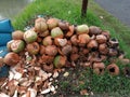 A pile of discarded coconut batons