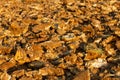 Pile of discarded, de-seeded sunflowers Royalty Free Stock Photo