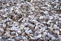 Pile of discarded oyster shells close up