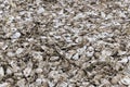 discarded oyster shells on ground Royalty Free Stock Photo