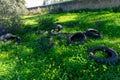 Pile of discarded tires in the field, polluting the environment.