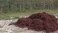 A pile of disgarded stalks in the vineyards of Barolo