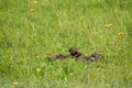 Pile of disgusting horse poop on the green grass