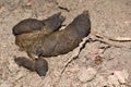 Pile of dog poop on the ground. Royalty Free Stock Photo