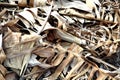 A pile of dried banana leaves Royalty Free Stock Photo