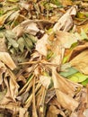 Pile of dried banana leaves Royalty Free Stock Photo