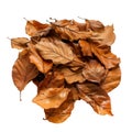 A Pile of Dried, Brown Leaves Against a Black Background Royalty Free Stock Photo
