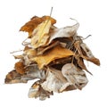 A Pile of Dried, Brown Leaves on Black Background Royalty Free Stock Photo