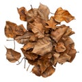 Pile of Dried Brown Leaves on a Black Background Royalty Free Stock Photo