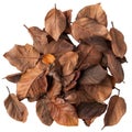 A Pile of Dried Brown Leaves on a Black Background Royalty Free Stock Photo