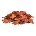 Pile of Dried Brown Maple Leaves on Black Background Royalty Free Stock Photo