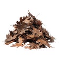 Pile of Dried, Brown Oak Leaves Against a Black Background Royalty Free Stock Photo