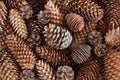 A pile of dried brown cones of different species of conifers. View from above. Closeup. Royalty Free Stock Photo