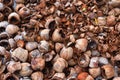 Pile of dried coconut husk peel are good quality raw material of natural organic compost or fertilizer hydroponics plants home gar