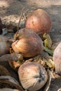Pile of Dried coconuts fruit Royalty Free Stock Photo