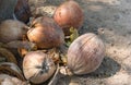 Pile of Dried coconuts fruit Royalty Free Stock Photo