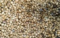 A pile dried coffee beans that have not yet been roasted. Sun-dried coffee. Natural coffee drying Royalty Free Stock Photo