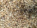 A pile dried coffee beans that have not yet been roasted. Sun-dried coffee. Natural coffee drying Royalty Free Stock Photo