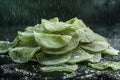 A pile of dried green sweet melon slices on a dark background