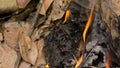 Pile of dried leaves that are burning Royalty Free Stock Photo