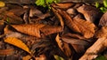 pile of dried mango leaves Royalty Free Stock Photo