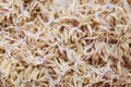 Pile of dried small white shrimp close up