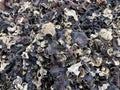 A pile of dried wood ear mushrooms (Auricularia auricular) in the supermarket