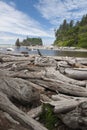 Pile of driftwood