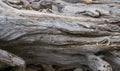 Driftwood Pile On Shore 2